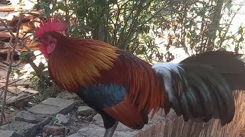 qaib dib mos hawj2 zoo dib 02054447366