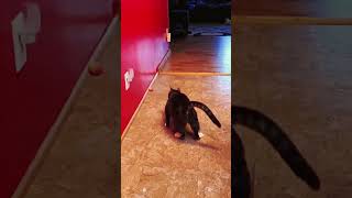 You Absolutely Laugh Out Loud at this Hilarious Slow Motion Cat Playing Resimi