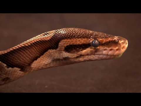 Portrait of Python regius (Royal Python)