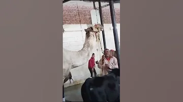 ذبح جمل ضخم جدا في المجزر 