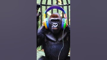 Gorilla groove #chatgpt #sora #ai #aiart #shorts #apt #rosé