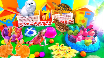 Bắt cá cảnh dễ thương, gà dễ thương, gà cầu vồng, cá vàng, cá koi, kì nhông, vịt, thỏ