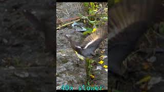 Grey Wagtail set to flight 40x slow