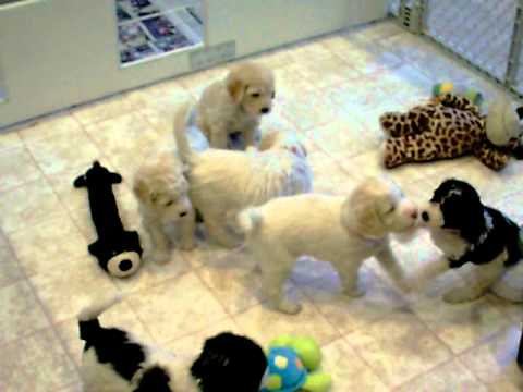 springview mini goldendoodles