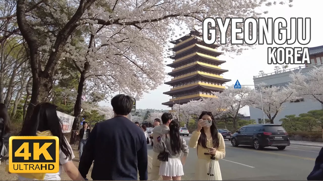 Flower Rain of Cherry Blossoms, City of a Thousand Years 🌸 Gyeongju, Korea Walking Tour 4K HDR
