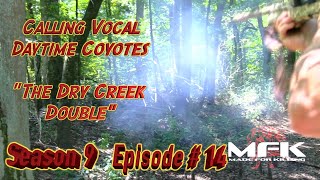 Calling Vocal Daytime Coyotes 