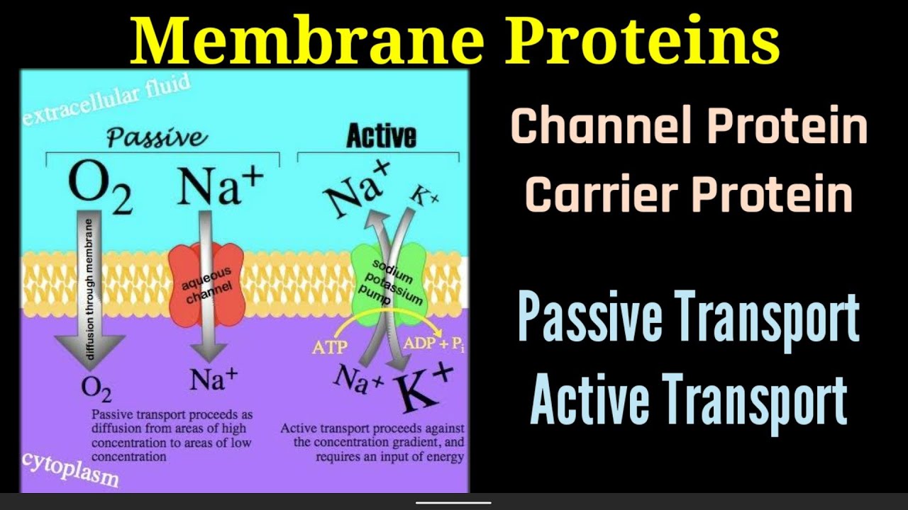 Lecture-10 P(4)| Membrane Proteins | Types | Channel | Passive & Active ...