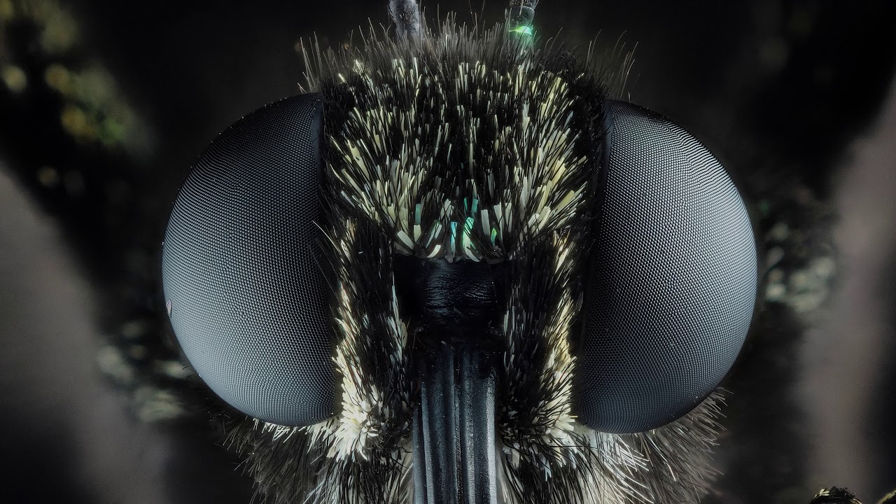 The most beautiful butterfly in Japan YouTube