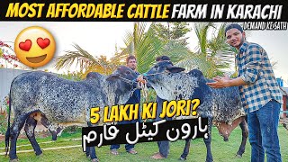 UNQIUE PRINT K HEAVY CHOLISTANI BULLS 😍 | Haroon Cattle Farm | Cow Mandi 2024 | Cattle Express