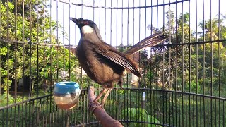 Download Lagu Hong kong Loughingthrush singing-Perfecy Bird Training sound MP3