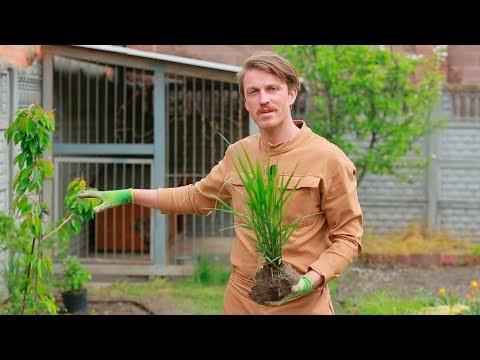 ЛАНДШАФТНЫЙ ДИЗАЙН: МАСКИРУЮЩАЯ КЛУМБА