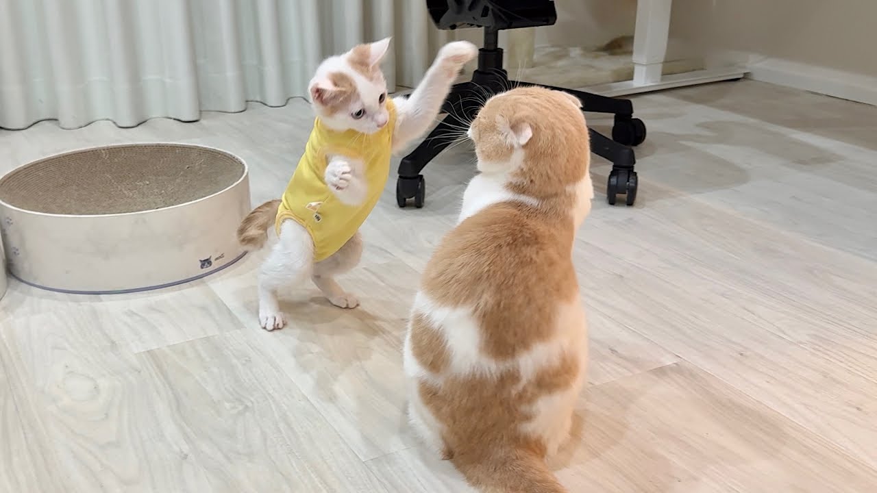 退院して久しぶりに大好きな先輩と再会した子猫が嬉しすぎてこうなっ