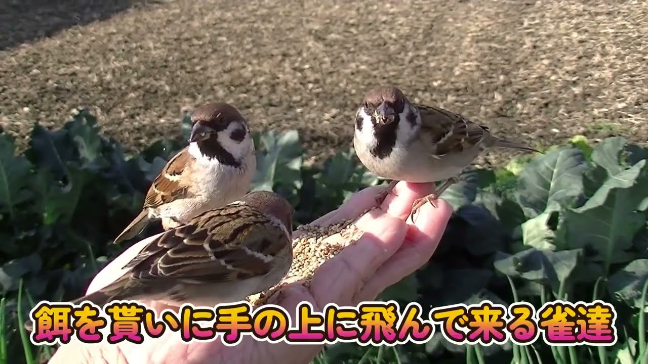 餌を貰いに手の上に飛んで来る雀達 20251228 5（帰り道） - YouTube