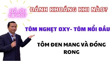 HỎI - ĐÁP VỀ NUÔI TÔM: ĐÁNH KHOÁNG KHI NÀO? TÔM NGHẸT OXY-TÔM NỔI ĐẦU? TÔM ĐÓNG RONG - ĐEN MANG