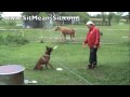 Teach your dog to 'Sit', 'Down', and 'Stand'- Belgian Malinois