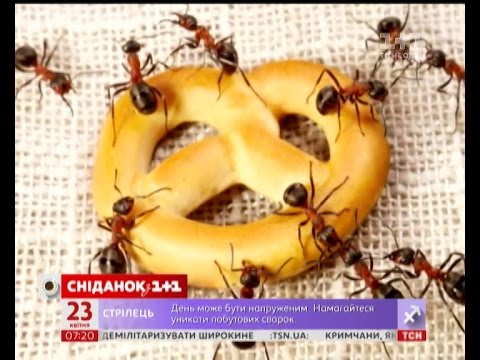 Як боротися з мурахами в домі