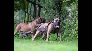 Boerboel At Peak Health Are Super Strong shorts boerboels protectiondog