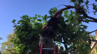 Dak Platanen Snoeien 3.0