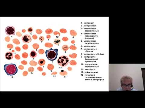 Патофизиология 1. Патофизиология системы эритроцитов