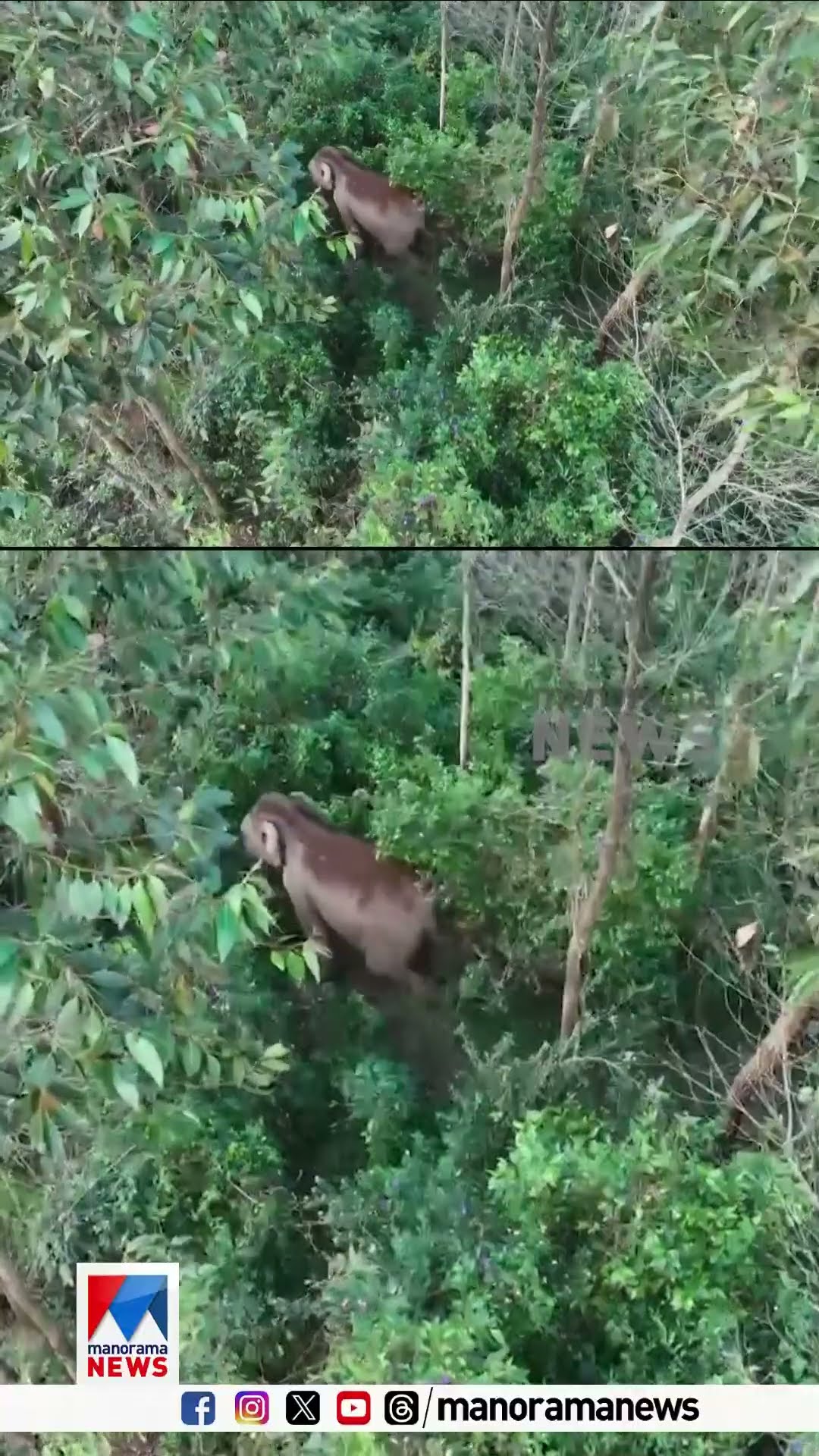 മൂന്നാറിലെ കാട്ടാന ശല്യം; ഡ്രോൺ ഉപയോഗിച്ച് നിരീക്ഷിച്ച് തുരത്തി വനംവകുപ്പ് #elephant #munnar