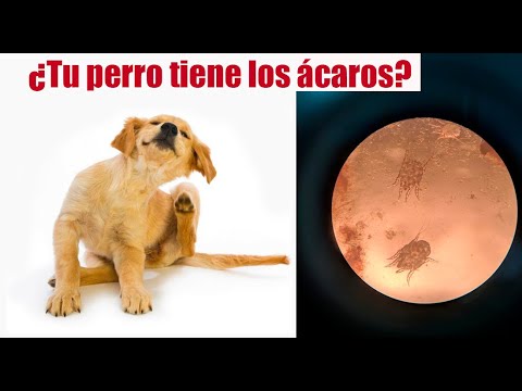 Video: ¿Puede un perro sobrevivir a los ácaros de Demodex?