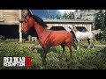 CRIAÇÃO DE CAVALOS ÁRABES  -  Red Dead Redemption 2