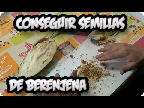 Video: Semillas de berenjena: Razones para tener demasiadas semillas en una berenjena