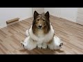 【着ぐるみ】コリー動画のNGシーン集