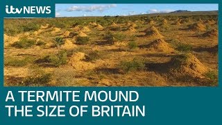 Termite mounds covering area size of Britain found in Brazil | ITV News