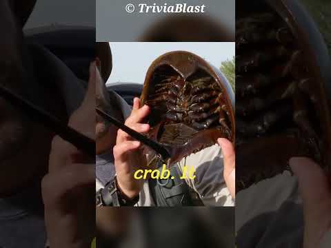 Horseshoe Crab |