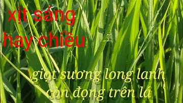 phun thuốc sáng hay chiều thì tốt hơn.#1 trần xuân lạc.