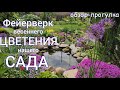 Весеннее МОРЕ КРАСОТЫ . Цветение ПОЧВОПОКРОВНЫХ , древовидного ПИОНА . Обзор - прогулка по САДУ