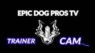 ARTURO TRAINER CAM (EPISODE 14) WATCH MAX A GERMAN SHEPHERD PUPPY GET TRAINED FROM START TO FINISH