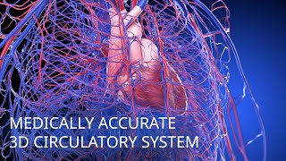 Medically accurate circulatory system 3d animation