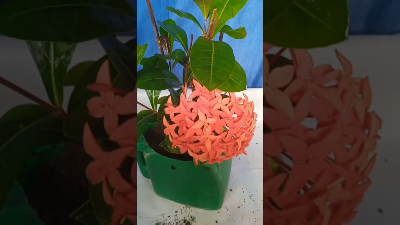 Ixora Plant Grow Cutting From Roots