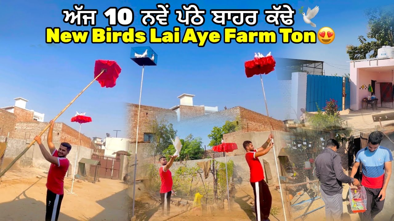 ਸਾਰੇ ਨਵੇਂ ਪੱਠੇ ਬਾਹਰ ਕੱਢੇ ਅੱਜ🕊️’ ਤੇ’ New Birds ਲਿਆਂਦੇ ਫਾਰਮ ਤੋਂ😍|| #pigeon #petsvlog #kabootar