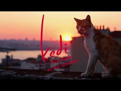 Kedi - Des chats et des hommes