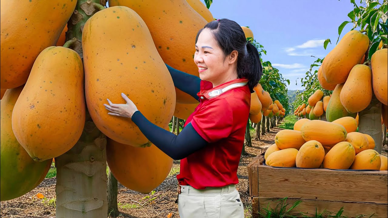 Harvesting 1000+ Abnormal Papaya & Go to Market Sell | One Fruit Feeds a Village | An Phu Daily Life