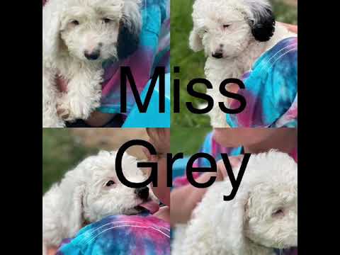 Micro mini sheepadoodle