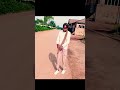 Mayorkun & Victony - Holy Father (Dance Video){TikTok Video}