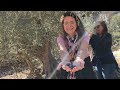 The Oldest Olive Trees on Earth Can Be Found in Bchaaleh, Batroun: Harvesting Unique Olives