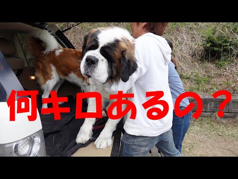 【暑い日はやる気ゼロ】超大型犬セントバーナードは大人２人で持ち上がるのか！？　St. Bernard can be lifted by two adults!