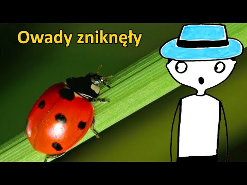 Wideo: Gdzie Znikają Owady?