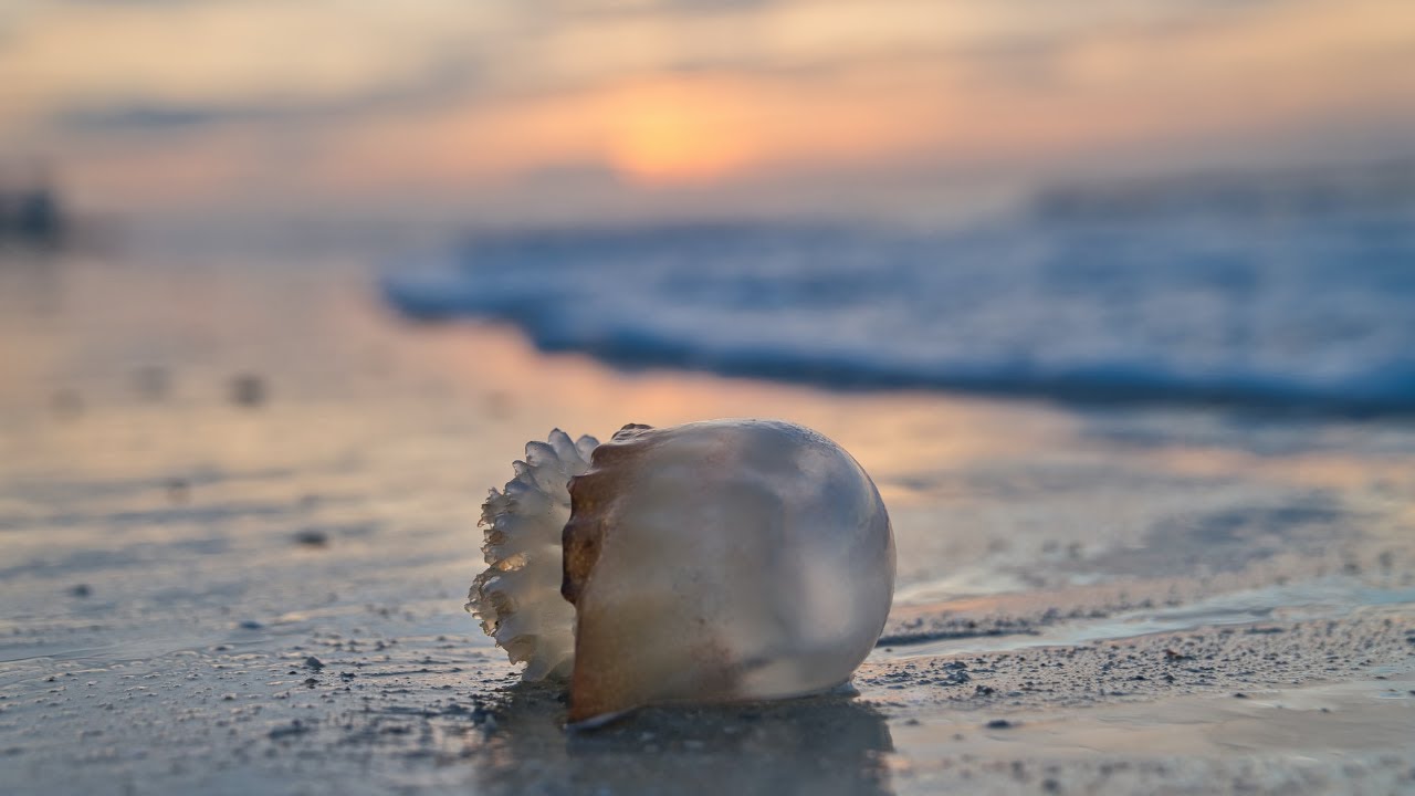 Чувствовать запах моря. Шум моря. Морской запах.