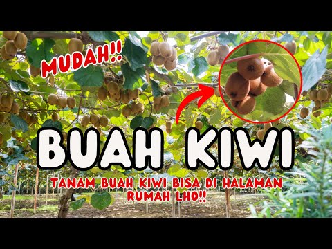 Video: Informasi Kiwiberry: Cara Menanam Tanaman Kiwiberry