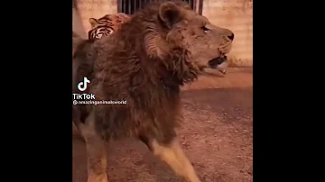 قتال شرس الاسد ضد النمر 