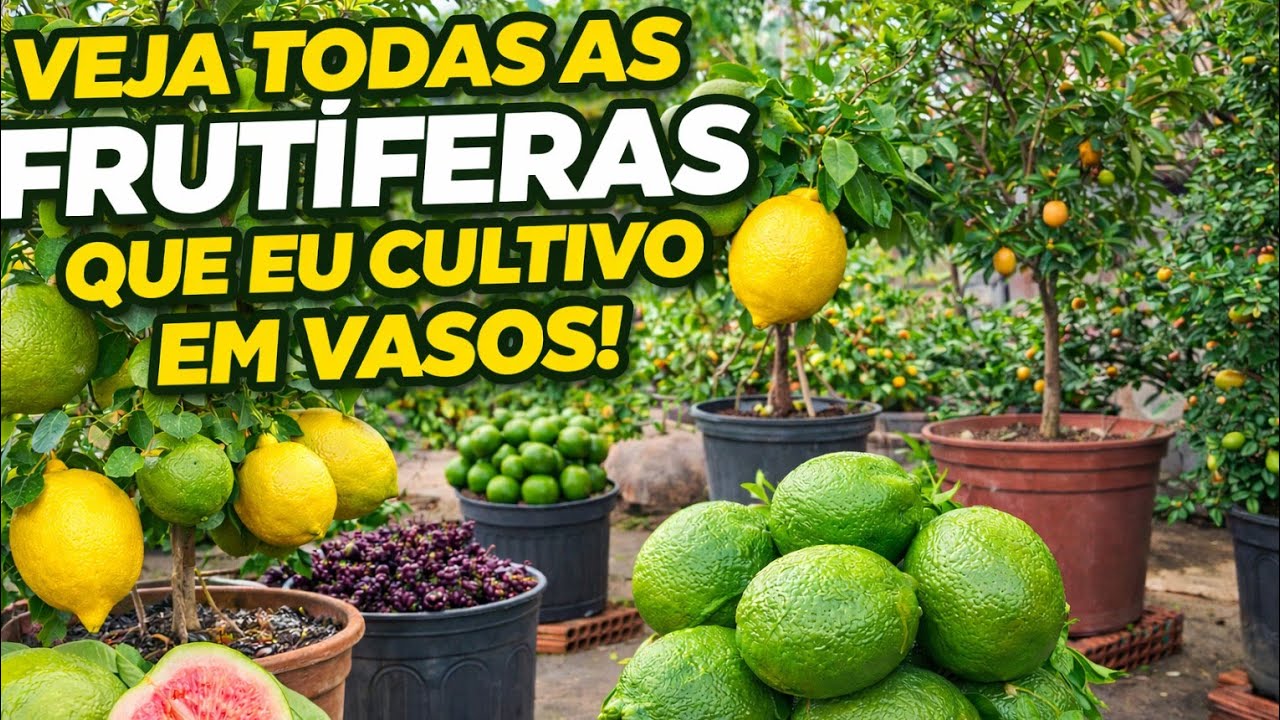 VEJA TODAS AS FRUTÍFERAS QUE EU CULTIVO EM VASOS | ATUALIZAÇÃO DO POMAR!! #frutíferasemvasos 