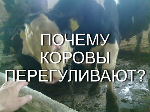 Видео: Начинается охота на немецкую корову - живую или мертвую
