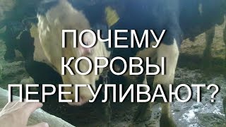 ПОЧЕМУ КОРОВА ПЕРЕГУЛИВАЕТ? Ответ на вопрос.