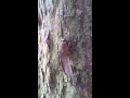 セミの幼虫 羽化の場所を探す